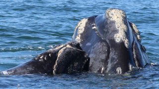 a North Atlantic right whale mother and calf