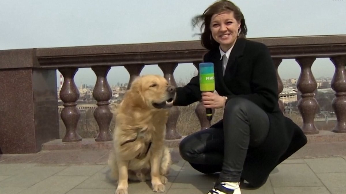 WATCH: Dog Steals Microphone From Reporter on Live TV – NBC4 Washington