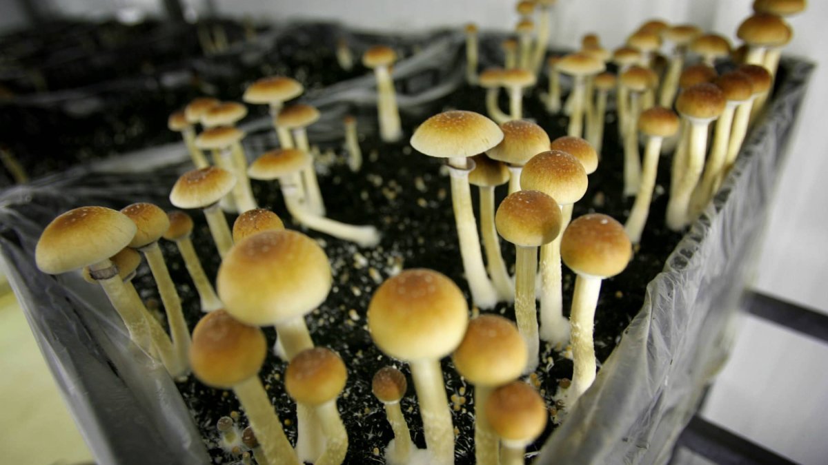 Mushrooms, Ecstasy and Other Psychedelics Could Become Legal in California – NBC4 Washington - Vimarsana News