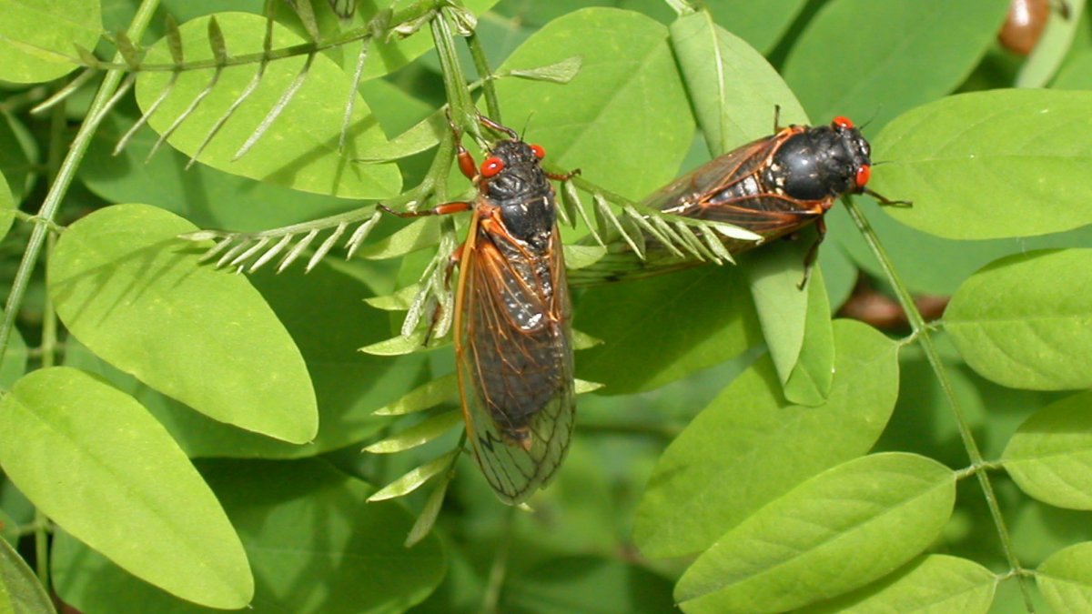 How Long Will Brood X Cicadas Last? 17Year Cicada FAQ NBC4 Washington