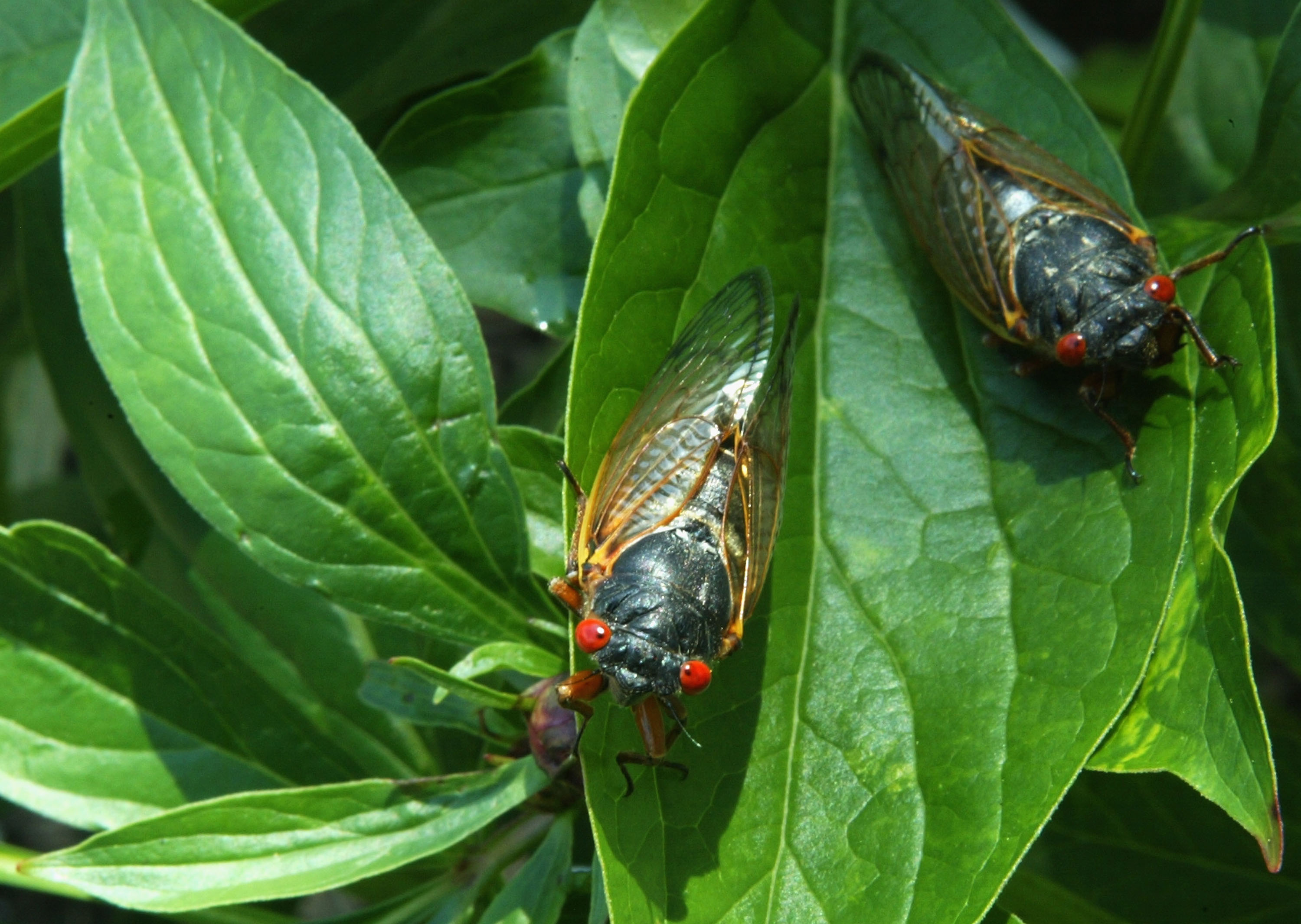 Amorous Cicada Blamed For Causing Car Crash in Ohio
