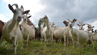 Stock image of some goats.