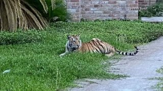 Neighbors in Houston were doing double-takes after spotting a tiger sun bathing in a front yard Sunday.