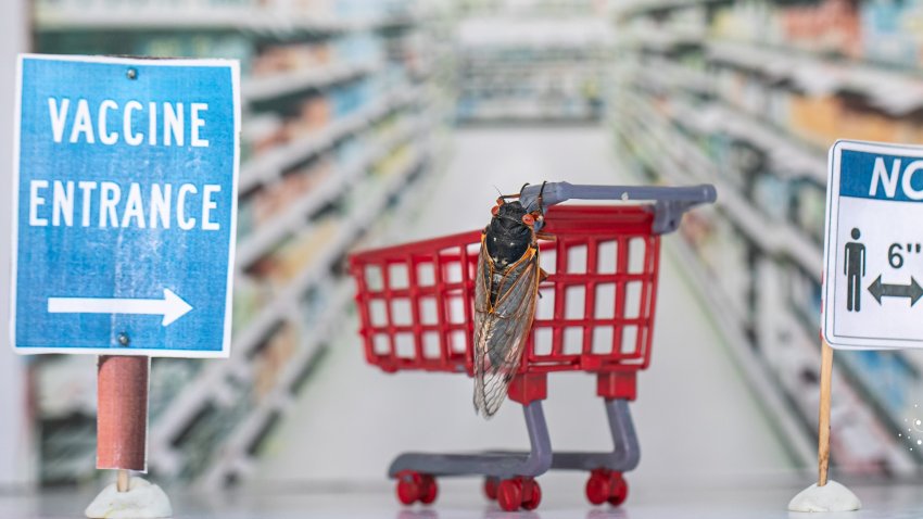 cicada on a tiny shopping cart