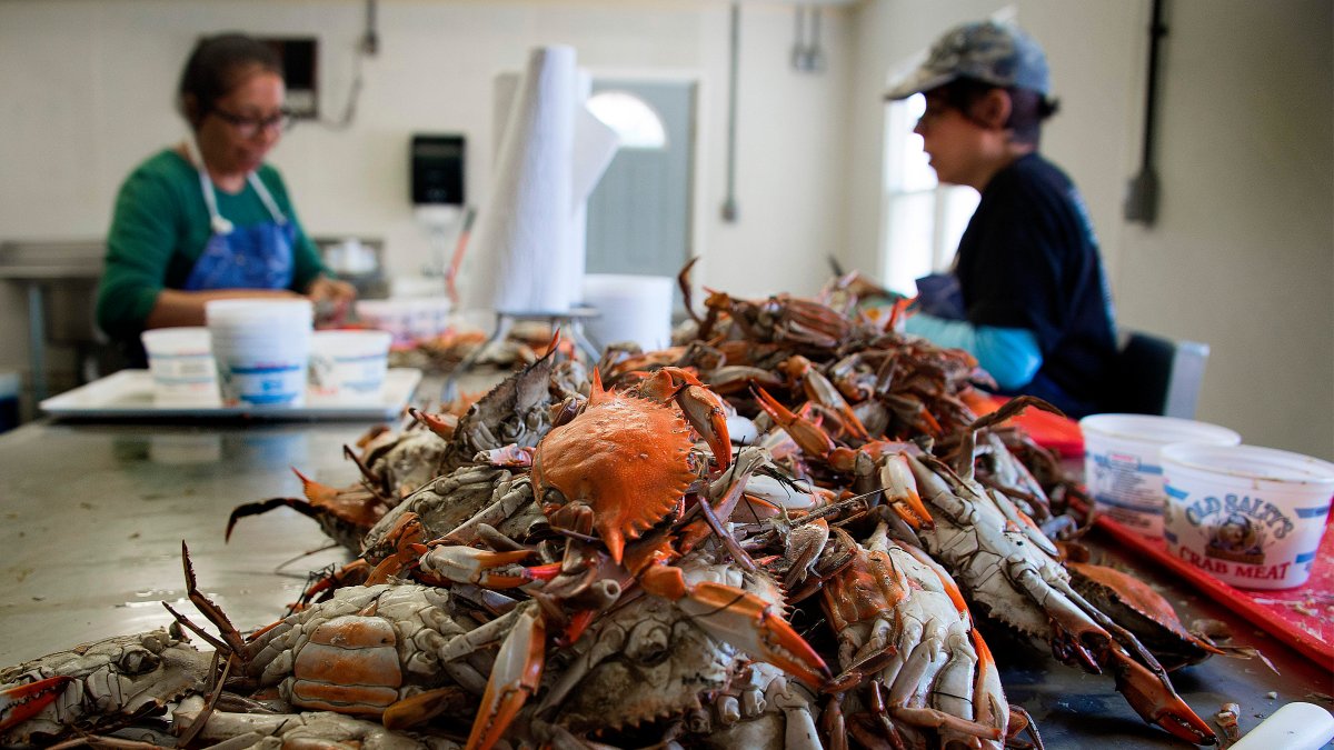 COVID-19 Protections Not Offered to Migrant Seafood Workers – NBC4 ...