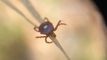 Female Lone Star tick