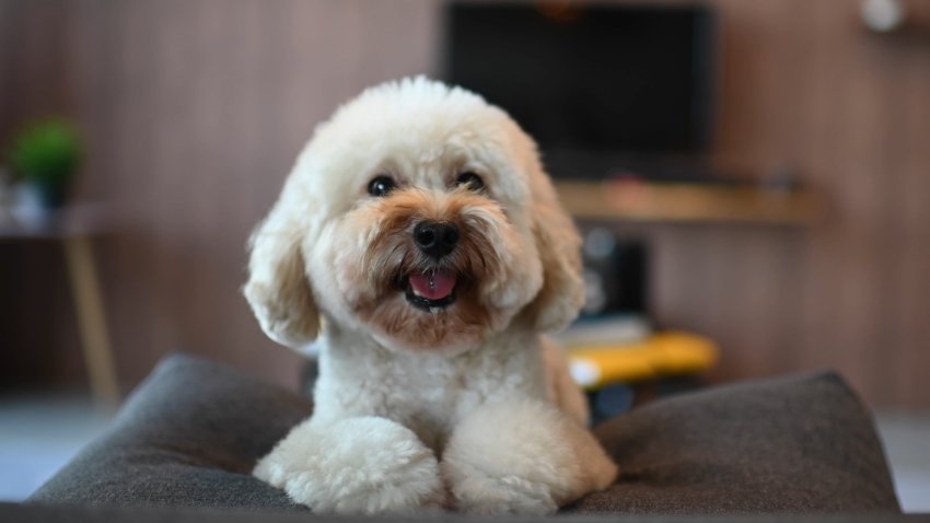 How to Prepare Pets for Your Return to the Workplace