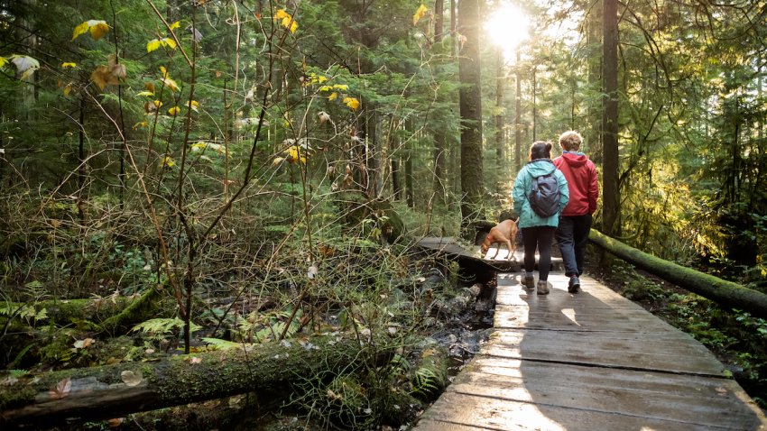 Woman, man and a dog hiking in the woods