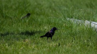 File photo of a grackle