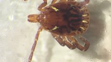 Male lone star tick