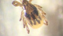 Magnified image of the blacklegged nymph tick