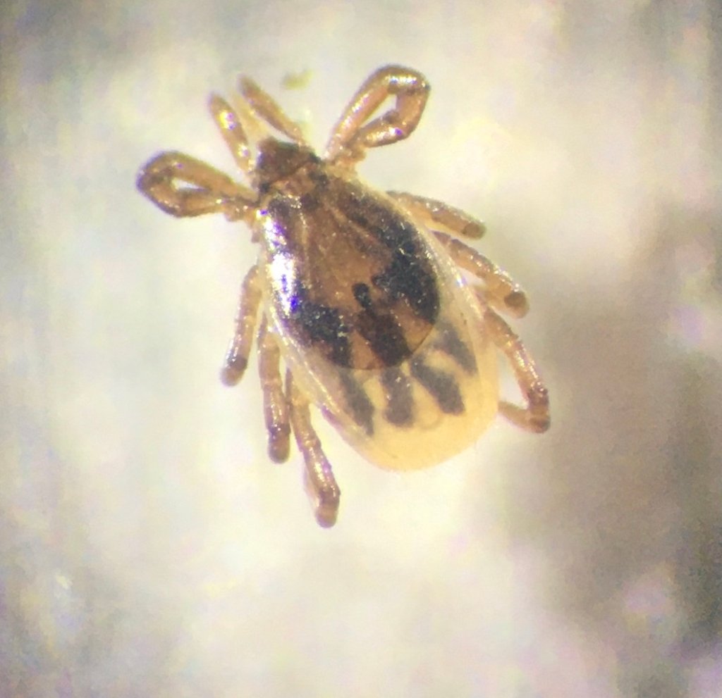 Magnified image of the blacklegged nymph tick