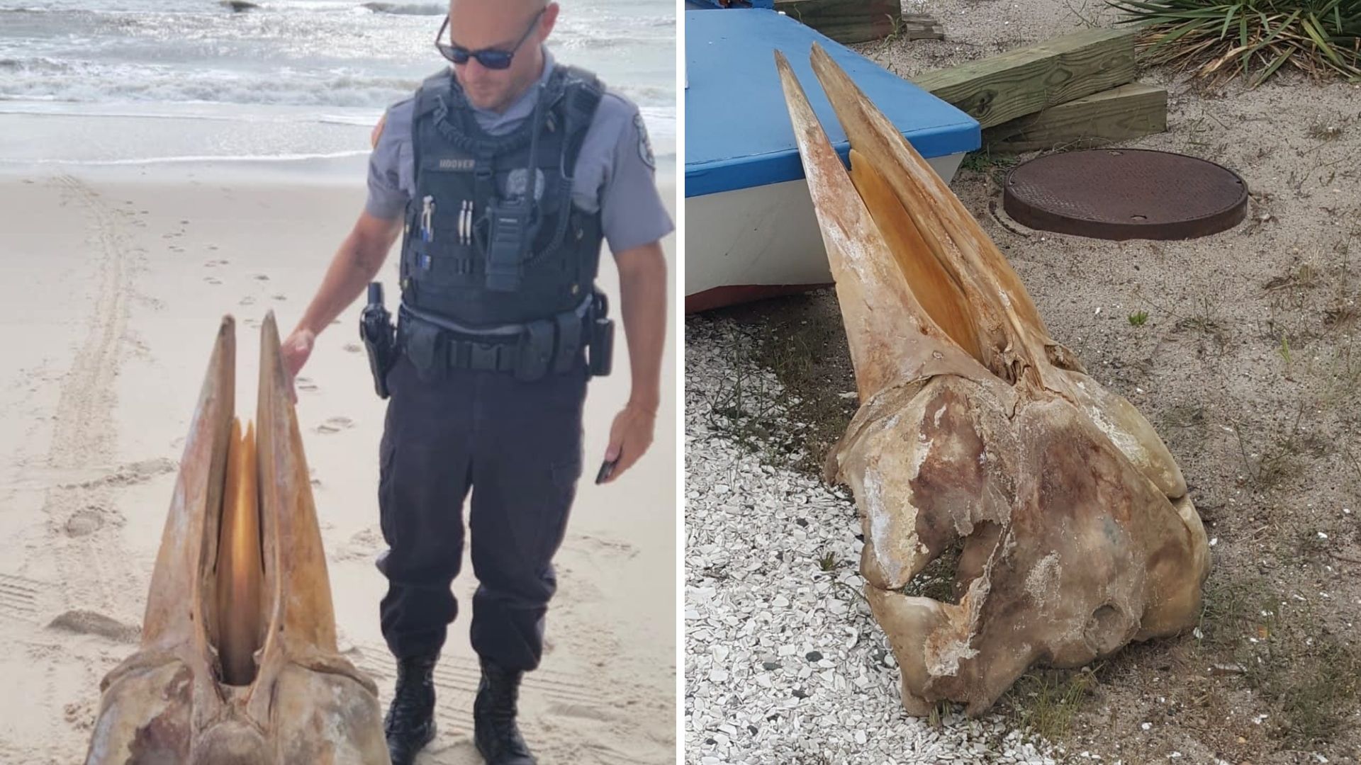 Gigantic Partial Skull Sparks Curiosity After Washing Up on Jersey
Shore