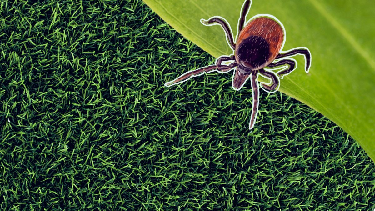 Ticks in DC, VA and MD How to Stay Safe This Summer NBC4 Washington