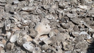 A pile of oyster, clam and whelk shells