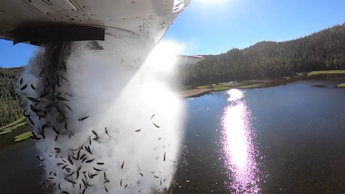 Aerial Stocking': Viral Video Shows Clouds of Fish Falling From