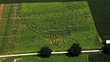 maryland sunflower maze