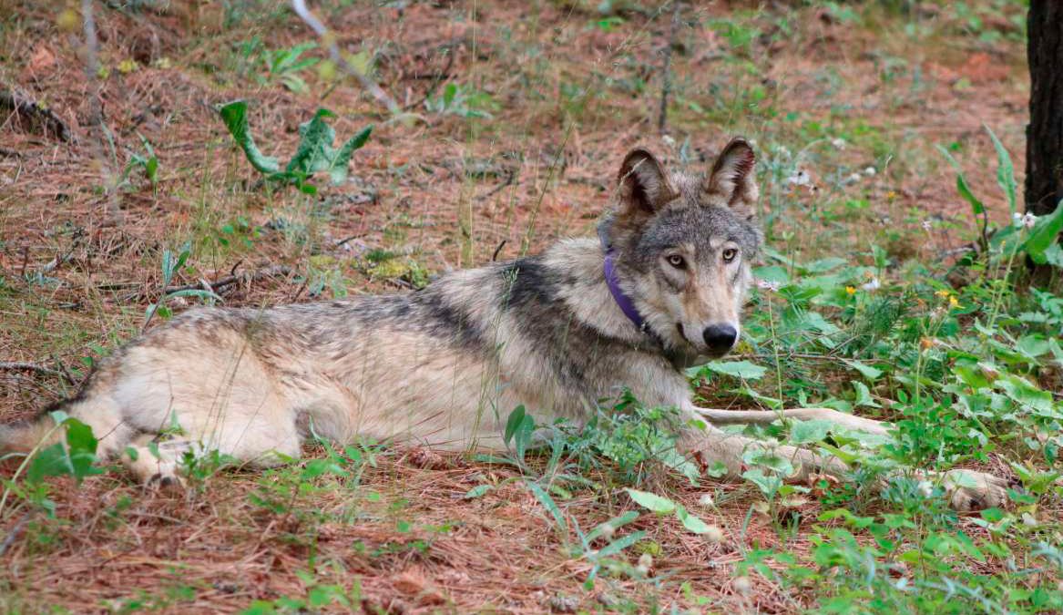 Biden Backs End to Wolf Protections But Hunting Concerns Grow – NBC4 Washington - Vimarsana News