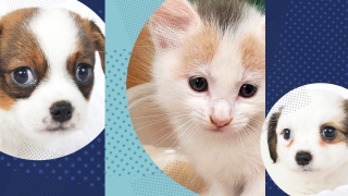 From left: Shelby, Cinderella and Claire are just a few of the animals waiting for their furrever home.