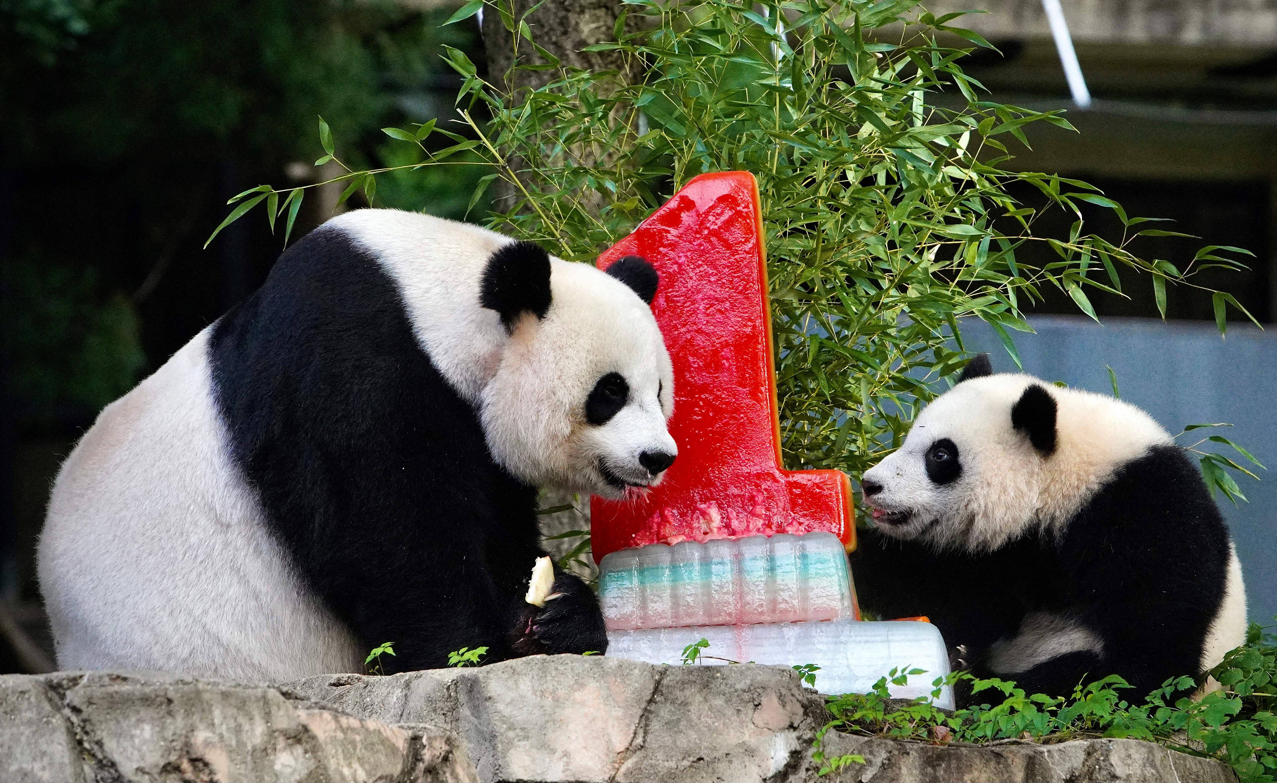 The National Zoo's Panda Cub Has a Name: Xiao Qi Ji - The New York