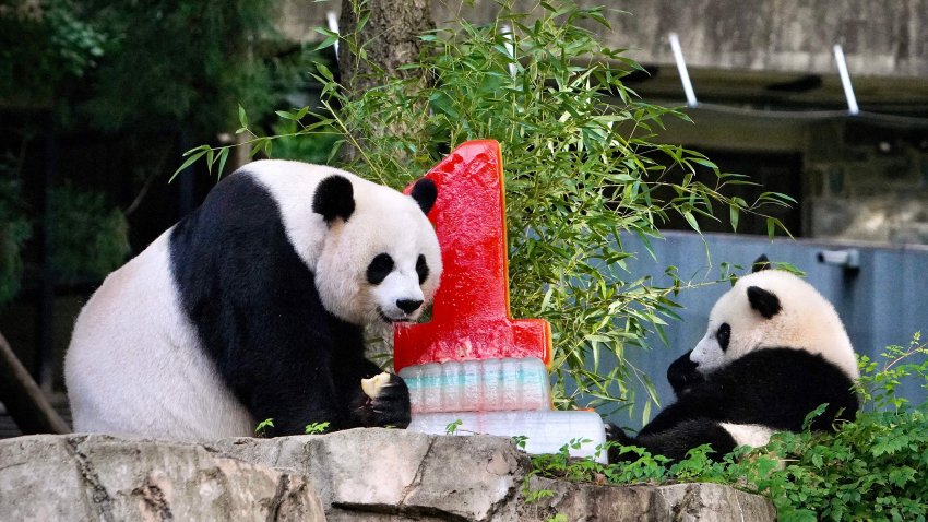 Baby panda Xiao Qi Ji (R) celebrates his first birthday with his mother Mei Xiang by eating a fruitsicle cake at the National Zoo in Washington, D.C., on August 21, 2021.