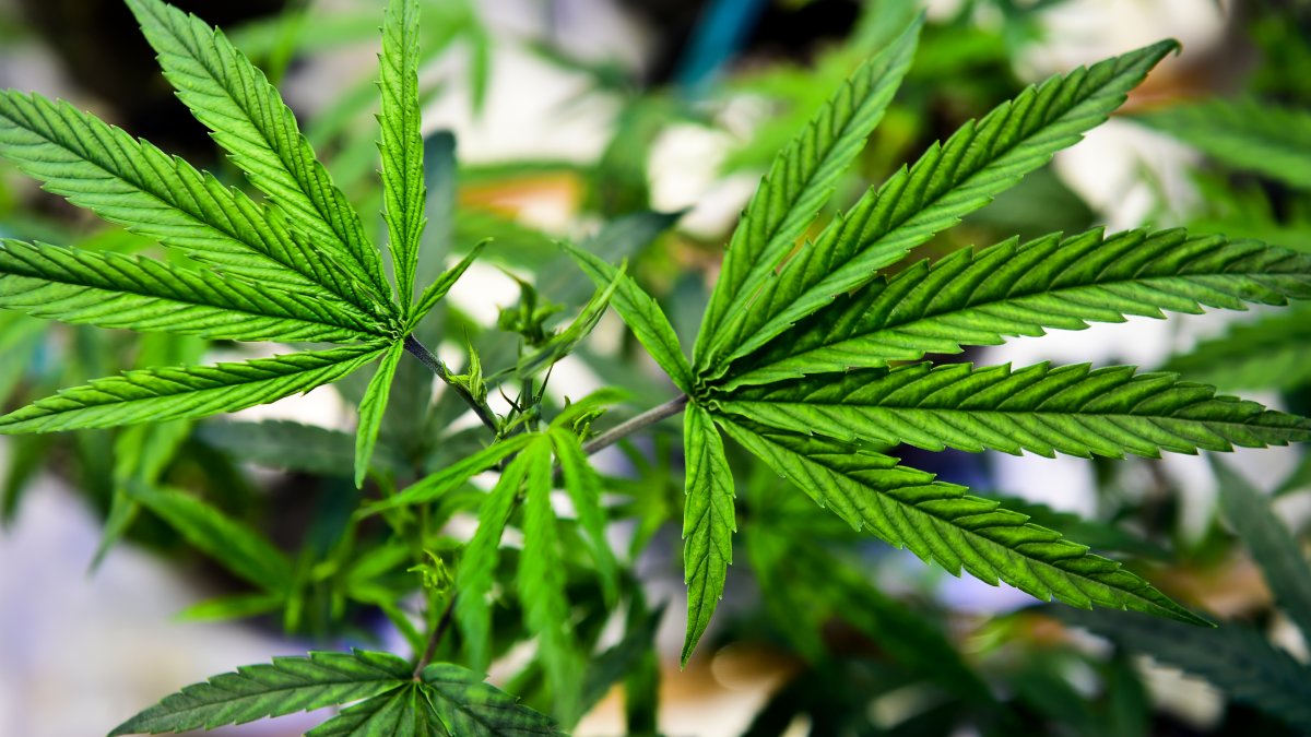 DC Law Establishes Medical Marijuana Sales Tax Holiday - Vimarsana News