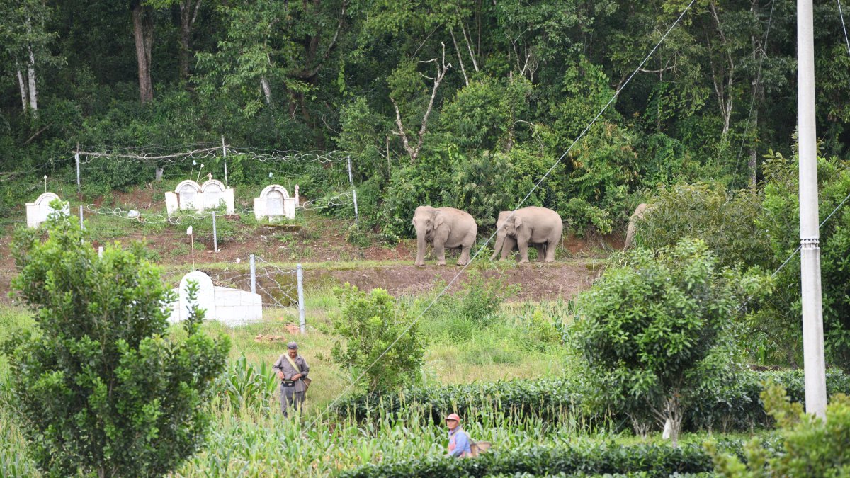 China’s Wandering Elephants May Finally Be Heading Home – NBC4 Washington