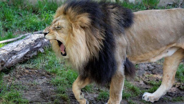 National Zoo Continues To Treat Great Cats Positive For Covid 19 Nbc4 Washington