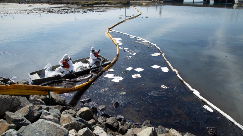 HUNTINGTON BEACH, CA – OCTOBER 03: Workers with Patriot Environmental Services clean up oil that flowed into the Talbert Marsh in Huntington Beach. Authorities said 126,000 gallons of oil leaked from the offshore oil rig Elly on Saturday. Photographed in Talbert Marsh on Sunday, Oct. 3, 2021 in Huntington Beach, CA. (Myung J. Chun / Los Angeles Times via Getty Images)