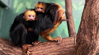 national zoo golden headed lion tamarins