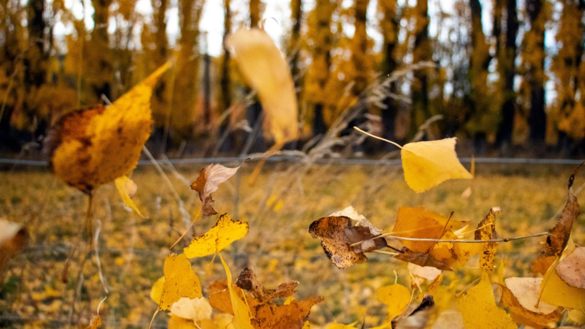 Wind Advisory as DC Area Braces for Gusts Up to 50 MPH – NBC4 Washington - Vimarsana News