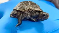 Rare 2-Headed Baby Turtle Thrives at Massachusetts Animal Refuge