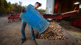 Adam Paterson, 15, strains to dump a barrel of discarded potatoes