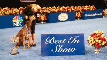 Best In Show Winner, Scottish Deerhound named "Claire" and her handler Angela Lloyd