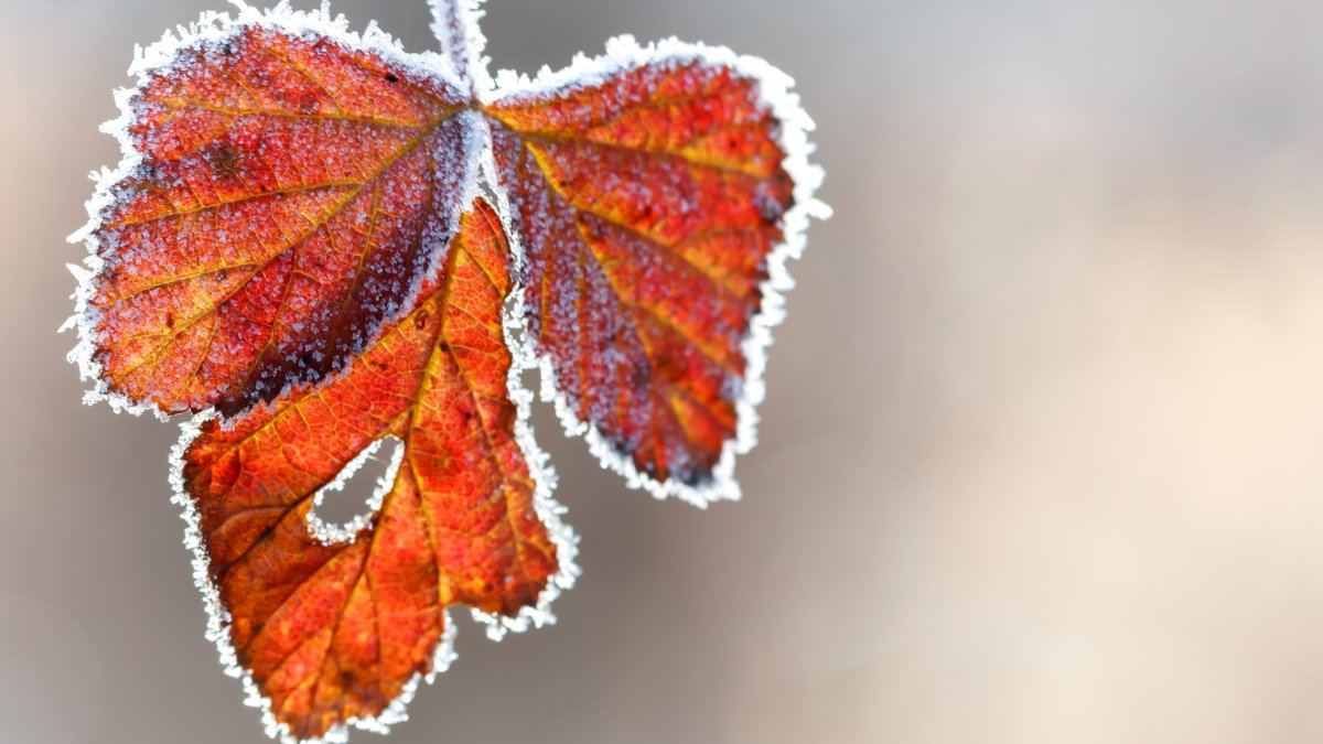 Freeze Warning, Frost Advisory Coming in DC Area as Temps Drop - Vimarsana News