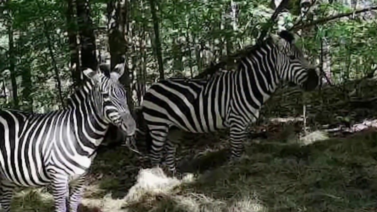 Zebras Found After Roaming Upper Marlboro for Months NBC4 Washington