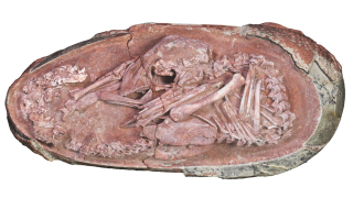 Photo of the oviraptorosaur embryo 'Baby Yingliang'.