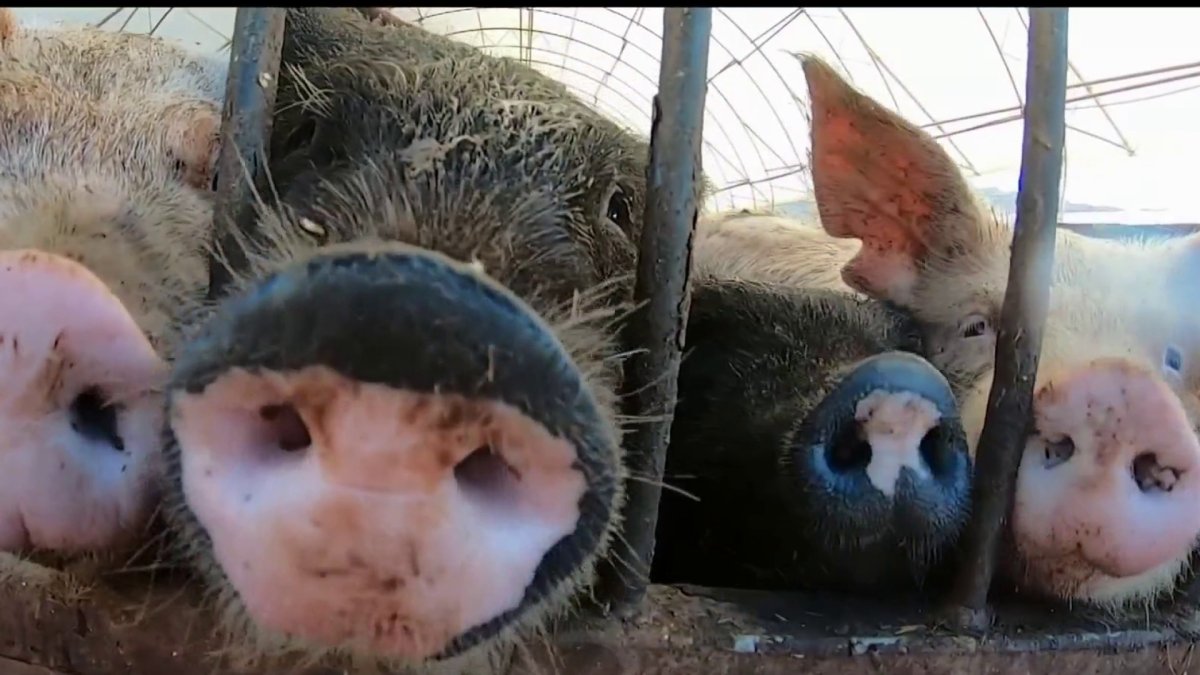 2022 Law Likely to Boost Pork Prices in California – NBC4 Washington - Vimarsana News