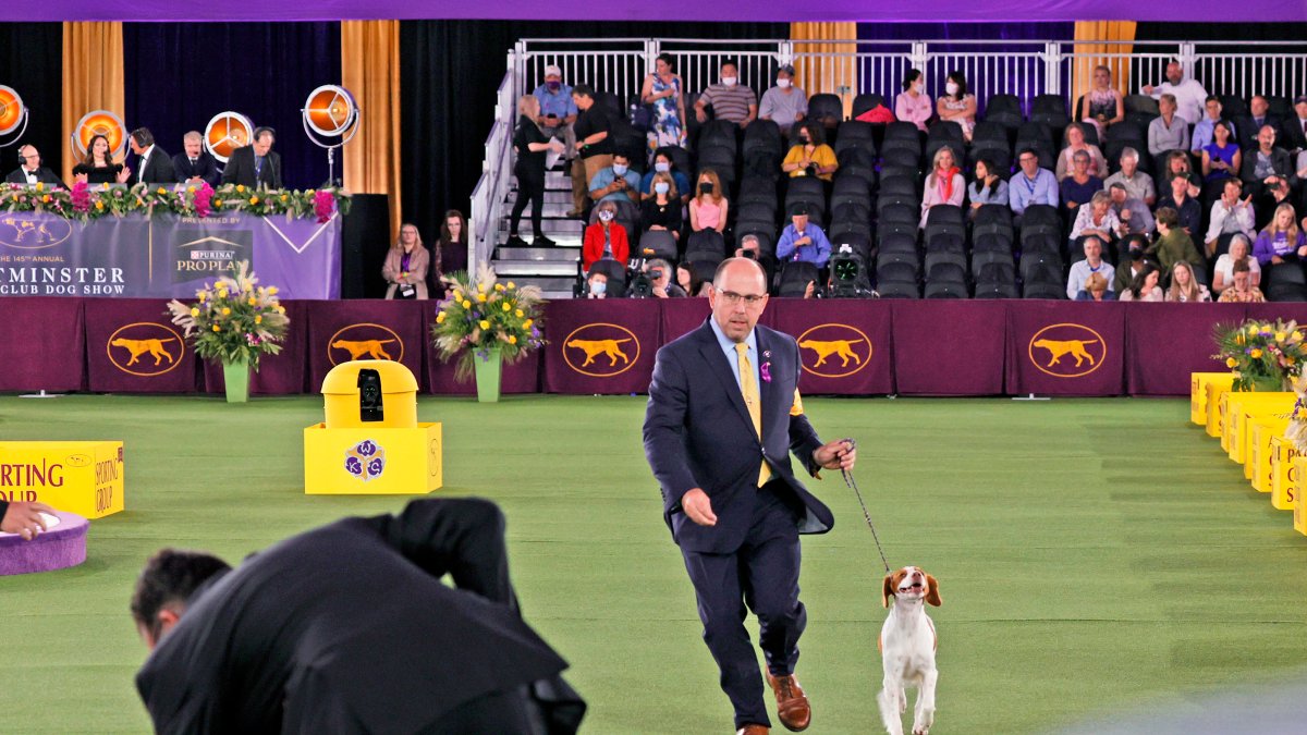 Westminster Kennel Club Dog Show 101 Everything You Need to Know