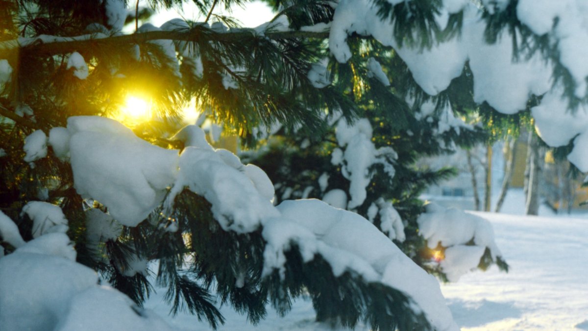 Beginning of winter. Зимнее солнцестояние растет солнце.