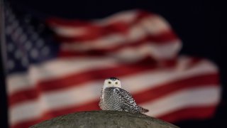 An American Flag flies in the distance as a rare snowy owl looks down from its perch