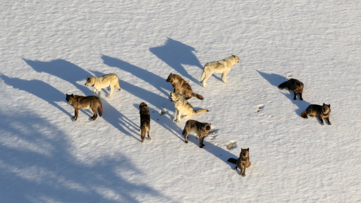Montana Curbs Wolf Hunt After 23 From Yellowstone Killed – NBC4 Washington - Vimarsana News