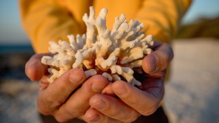 dead coral Australia