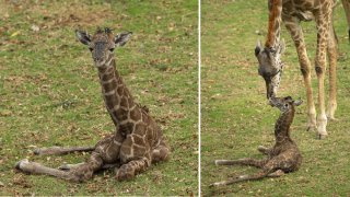 This unnamed giraffe calf was born at the San Diego Zoo on what would have been the late Betty White's 100th birthday.