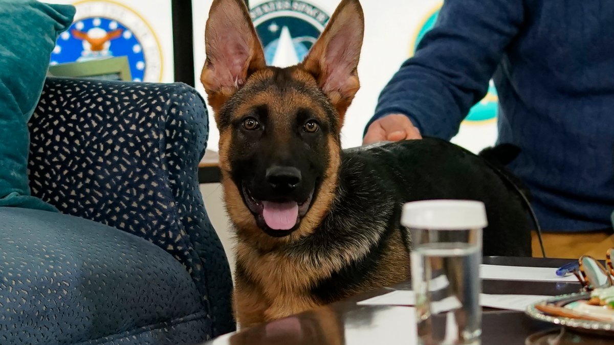 Biden's German Shepard Commander bit Secret Service agents 10 times over four months – NBC4 Washington - Vimarsana News