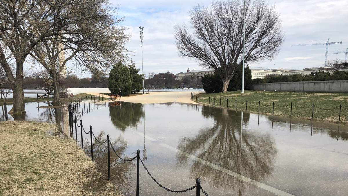Saving Our Blossoms How Climate Change Is Threatening DC’s Cherry