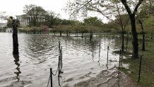 Rising sea levels are leading to flooded walkways around the Tidal Basin, threatening D.C.'s cherry trees.