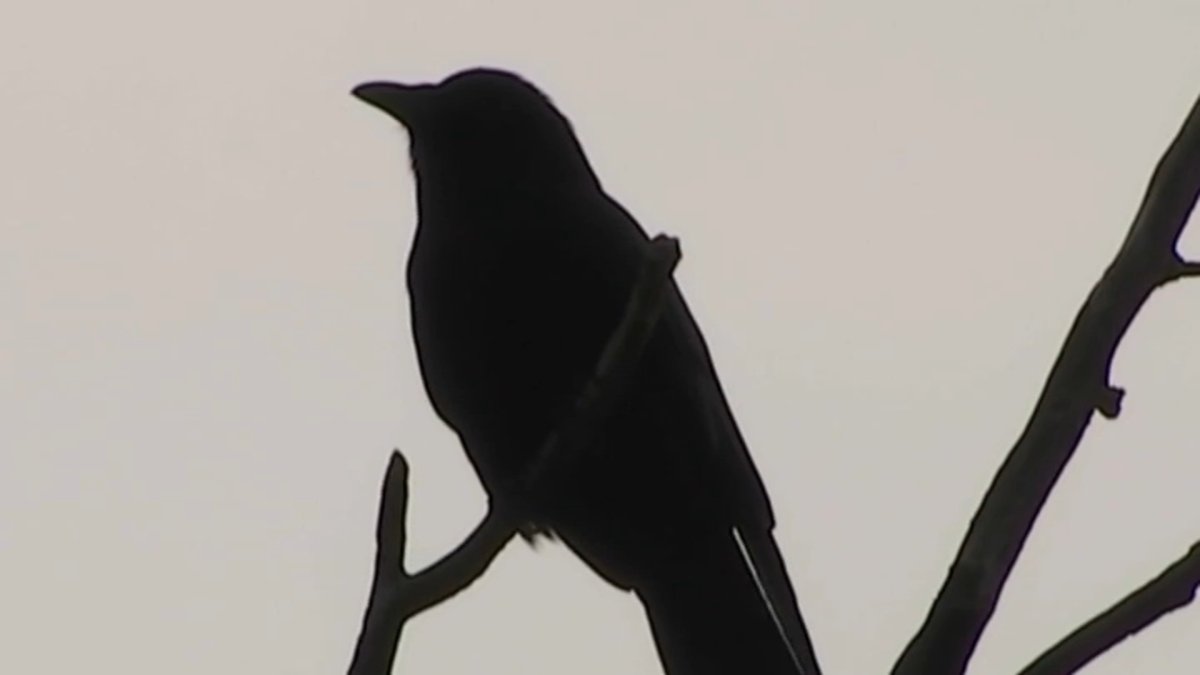 Virginia Neighborhood Tries to Deter Crows With Grape Kool-Aid-Smelling Fog - Vimarsana News