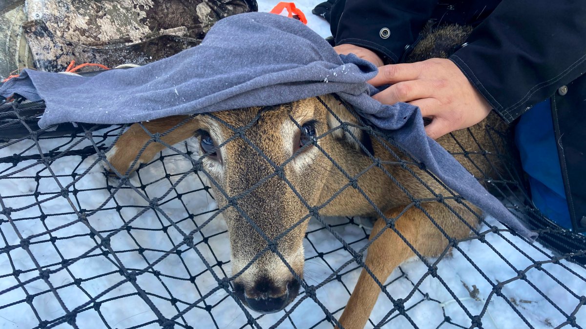 Scientists Test Bears, Deer for COVID, Watch for Possible Mutants – NBC4 Washington - Vimarsana News
