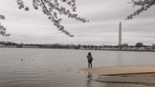 The flooding is threatening the health of D.C.'s cherry trees.